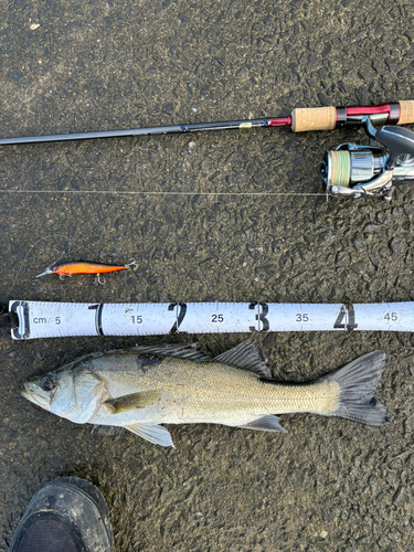 シーバスの釣果