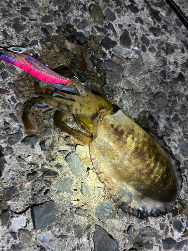 アオリイカの釣果