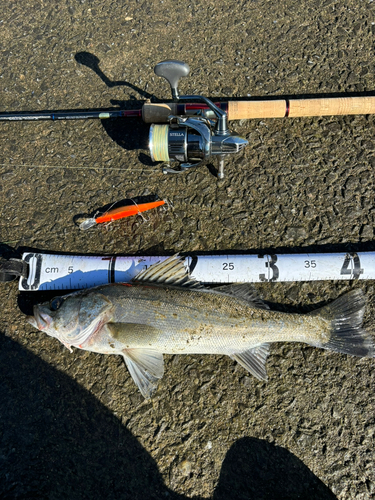 シーバスの釣果