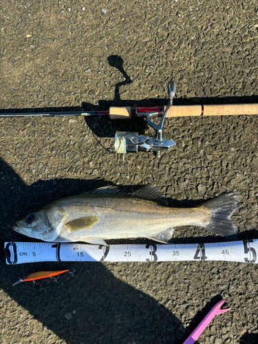 シーバスの釣果