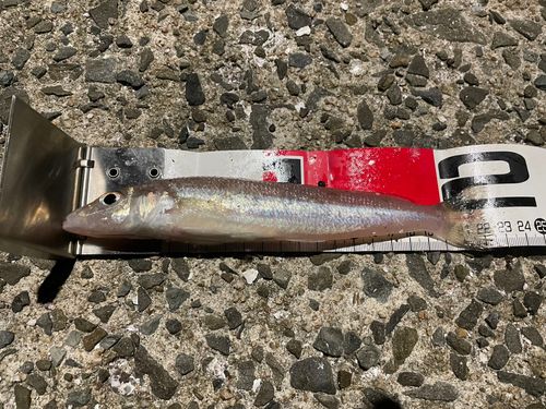 シロギスの釣果