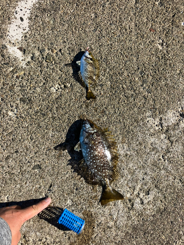 アイゴの釣果