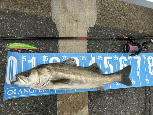 シーバスの釣果