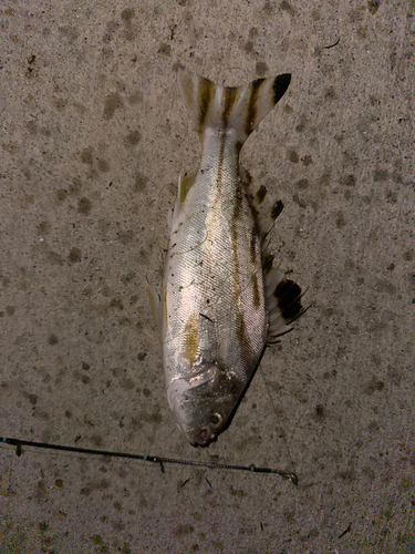 コトヒキの釣果