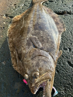 ヒラメの釣果