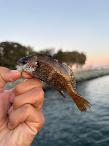 ニベの釣果