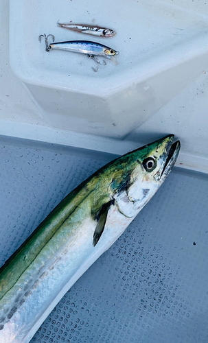 サワラの釣果