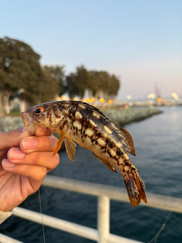 ハタの釣果