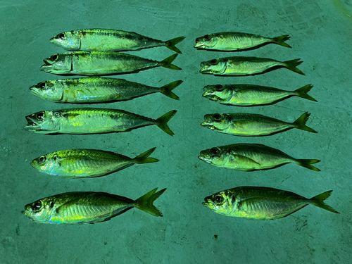 マアジの釣果