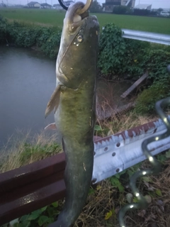 ナマズの釣果