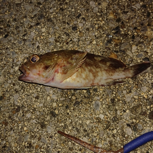 カサゴの釣果