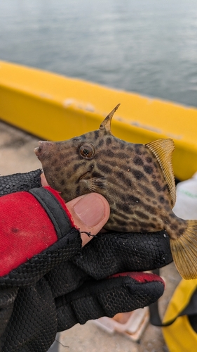 カワハギの釣果