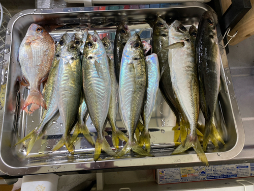 アジの釣果