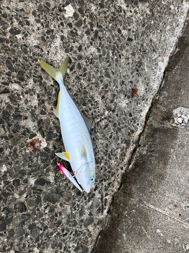 イナダの釣果