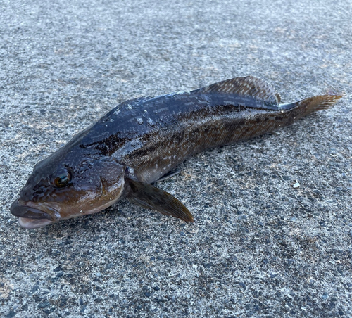 アイナメの釣果