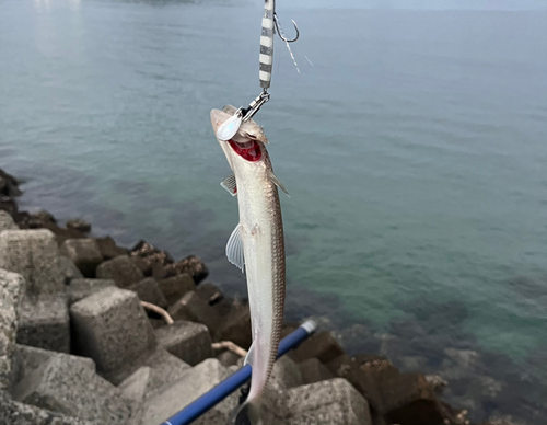 エソの釣果