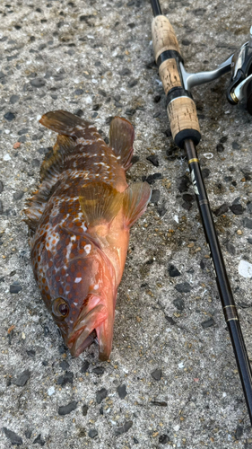 キジハタの釣果