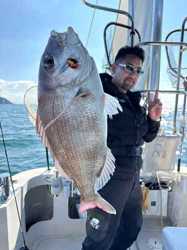 マダイの釣果