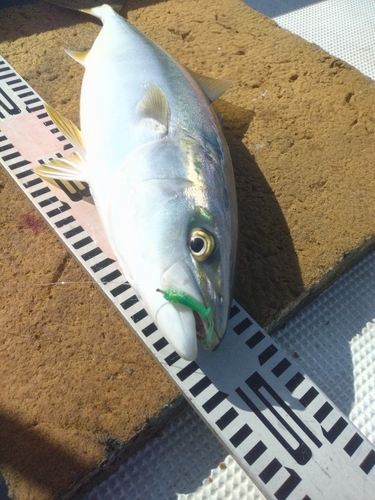 ツバスの釣果