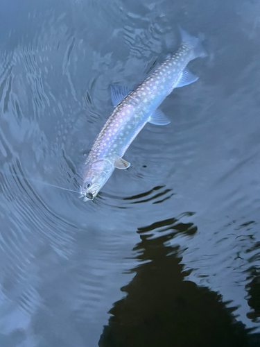 アメマスの釣果