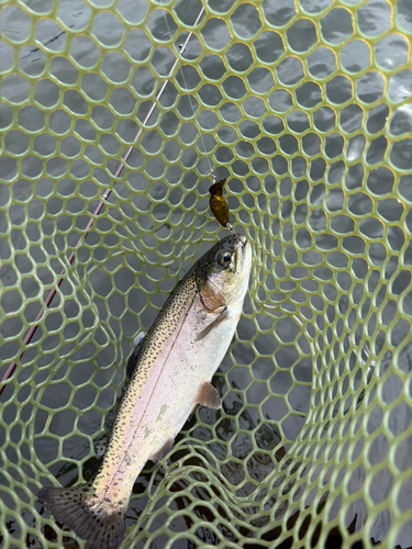 ニジマスの釣果