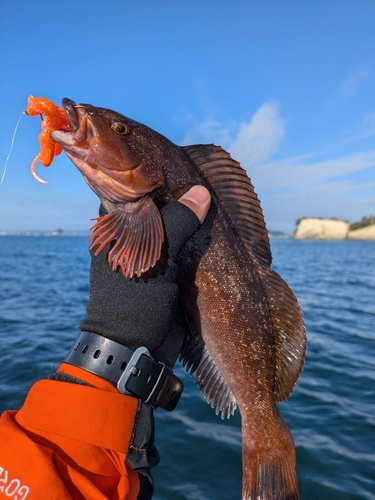 アイナメの釣果