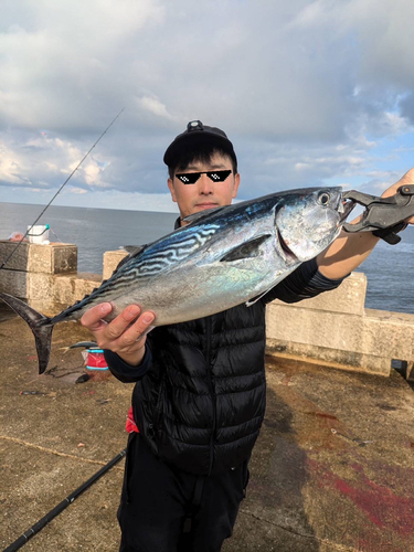 スマカツオの釣果