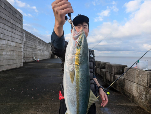 ハマチの釣果