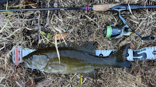 スモールマウスバスの釣果