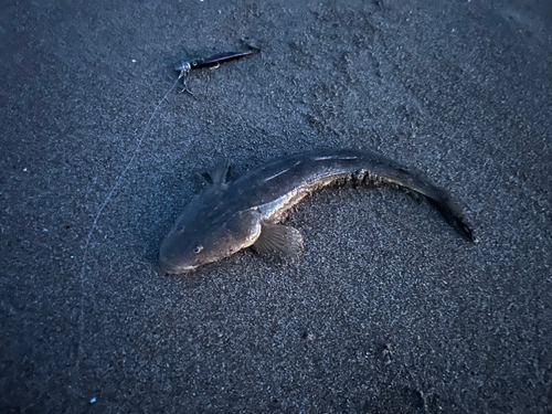 マゴチの釣果