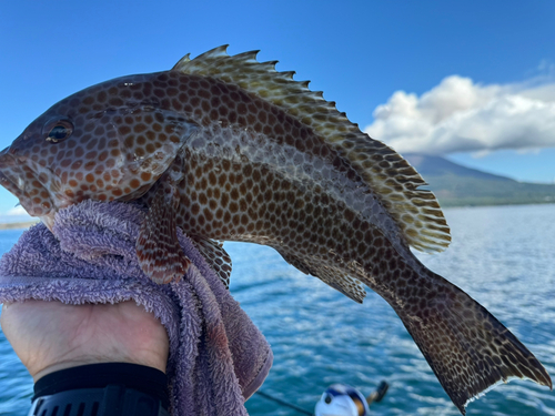 オオモンハタの釣果