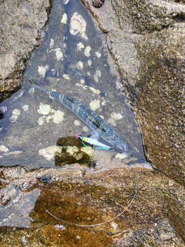 サバの釣果