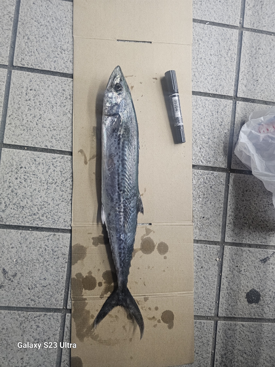 SHIMANO 20ストラディック SW 6000PGの最安値・インプレ・釣果 SHIMANO 20ストラディック SW 6000PGの最安値・インプレ・釣果