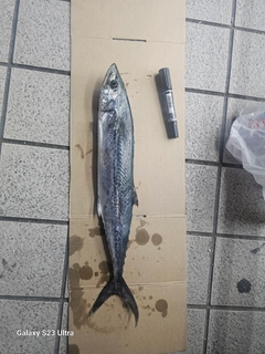 サゴシの釣果