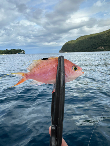 サクラダイの釣果