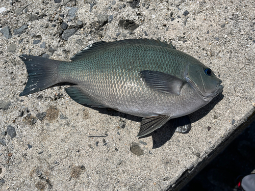 グレの釣果