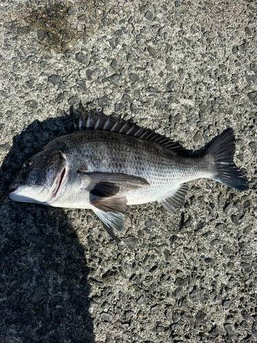 チヌの釣果