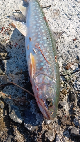 アメマスの釣果