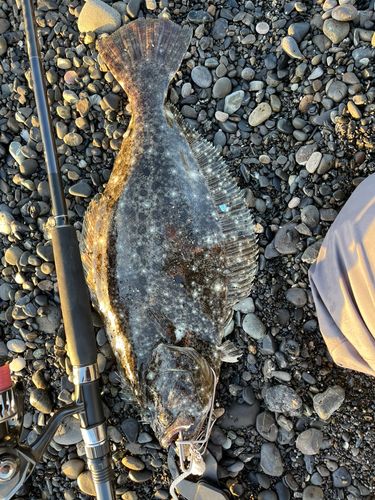 ヒラメの釣果