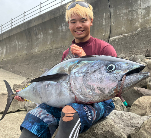 クロマグロの釣果