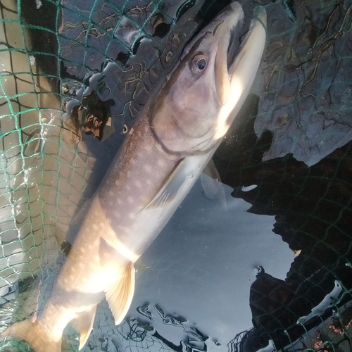 アメマスの釣果