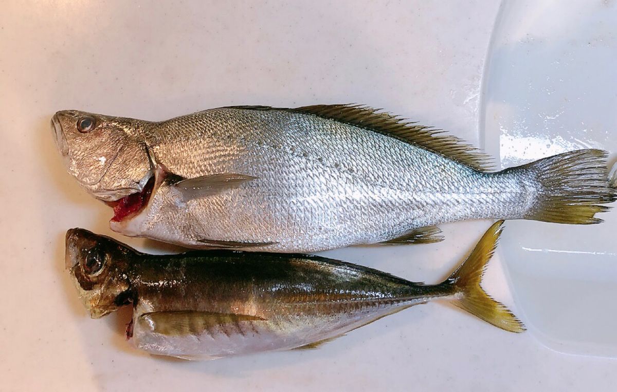 おとひめさんの釣果 2枚目の画像