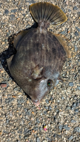 カワハギの釣果