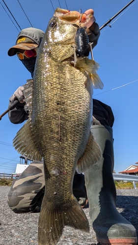 ブラックバスの釣果