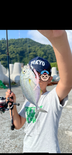 メッキの釣果