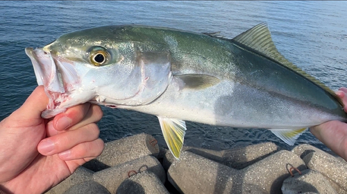 ハマチの釣果