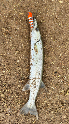 オニカマスの釣果