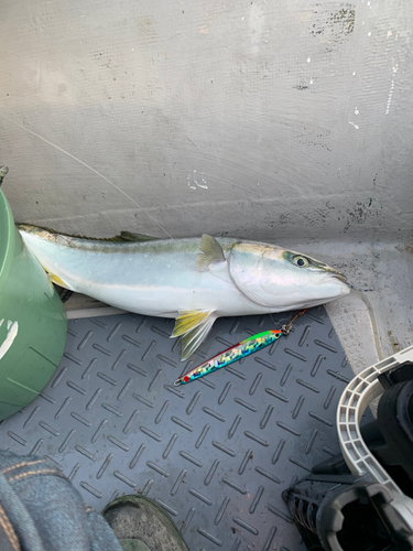 メジロの釣果