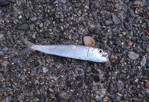 イワシの釣果