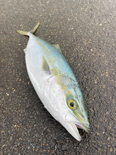 ヤズの釣果